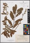 Foto von Salix aurita L. x Salix purpurea L.